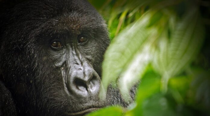 Leonardo DiCaprio Helps Raise $2 Million to Support Mountain Gorilla Conservation
