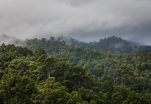Intact Forests Can Retain High Levels of Carbon in High Temperatures, Study Shows