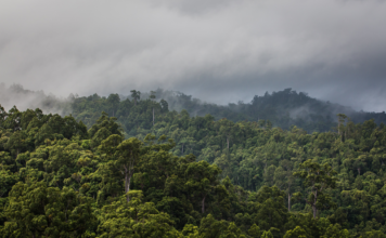 Intact Forests Can Retain High Levels of Carbon in High Temperatures, Study Shows