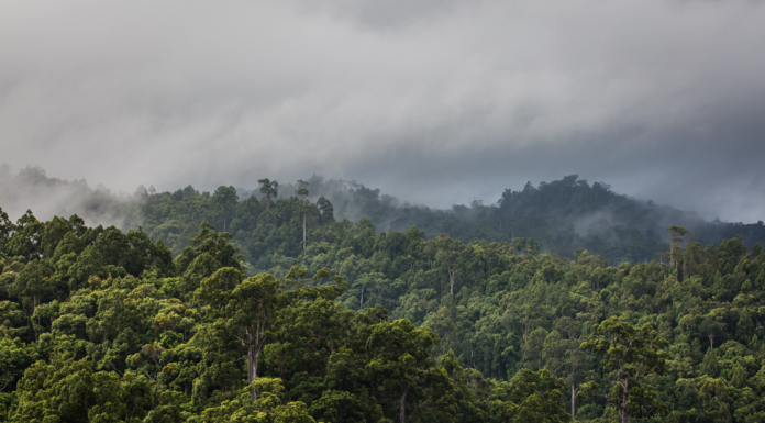 Intact Forests Can Retain High Levels of Carbon in High Temperatures, Study Shows