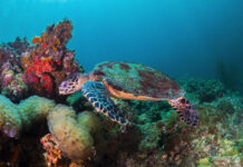 Philippine Village Delivers Nearly 300 Critically Endangered Sea Turtle Hatchlings to Sea