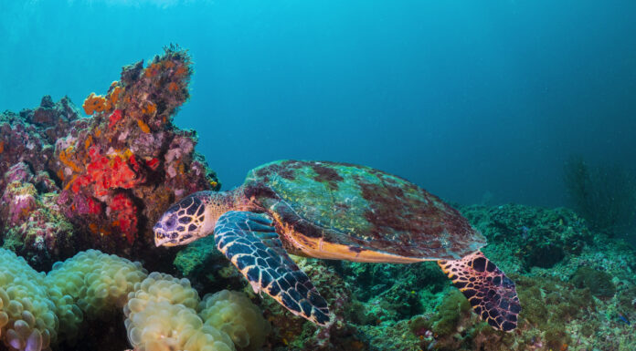 Philippine Village Delivers Nearly 300 Critically Endangered Sea Turtle Hatchlings to Sea