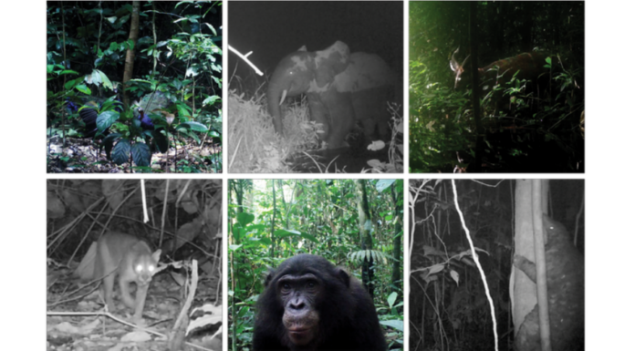 Camera Traps Completed One of the Most Thorough Surveys of African Rainforest Yet