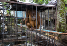 New International Alliance Aims to End Wildlife Crime