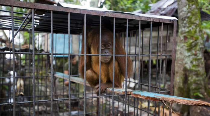 New International Alliance Aims to End Wildlife Crime