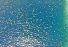 Drone Captures Thousands of Sea Turtles Flocking to Great Barrier Reef