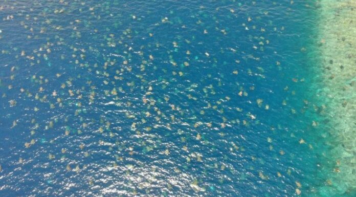 Drone Captures Thousands of Sea Turtles Flocking to Great Barrier Reef