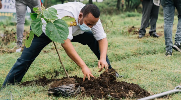 Ethiopia to Plant 5 Billion Tree Seedlings in 2020