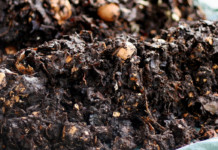 City Compost Programs Turn Garbage Into ‘Black Gold’ That Boosts Food Security and Social Justice