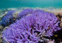 Coral Reefs That Glow Bright Neon During Bleaching Offer Hope for Recovery – New Study