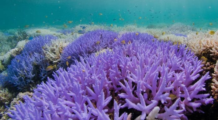 Coral Reefs That Glow Bright Neon During Bleaching Offer Hope for Recovery – New Study