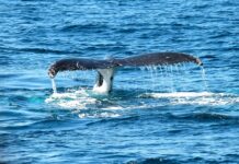 How a Global Ocean Treaty Could Protect Biodiversity in the High Seas