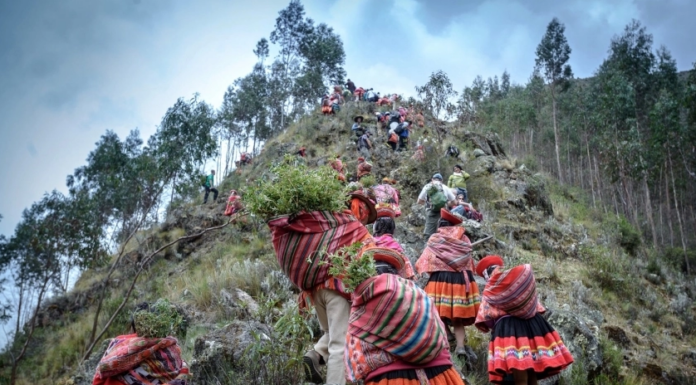 These Andean Communities are Helping Restore the World’s Highest Forests