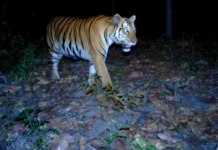 Tiger Populations Increase Across Six Countries, Offering New Hope for Iconic Species