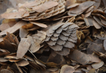 Vietnam Bans Wildlife Trade to Reduce Risk of Future Pandemics