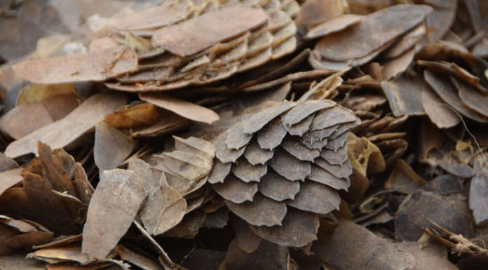 Vietnam Bans Wildlife Trade to Reduce Risk of Future Pandemics