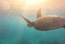 Canada Joins Global Ocean Alliance