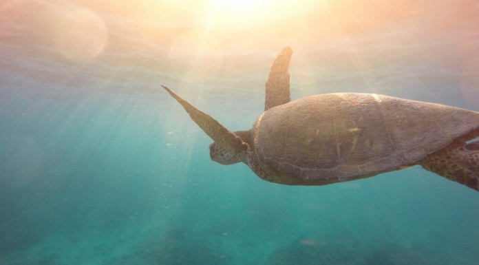 Canada Joins Global Ocean Alliance