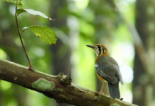 People are Planting Tiny Urban Forests to Boost Biodiversity and Fight Climate Change