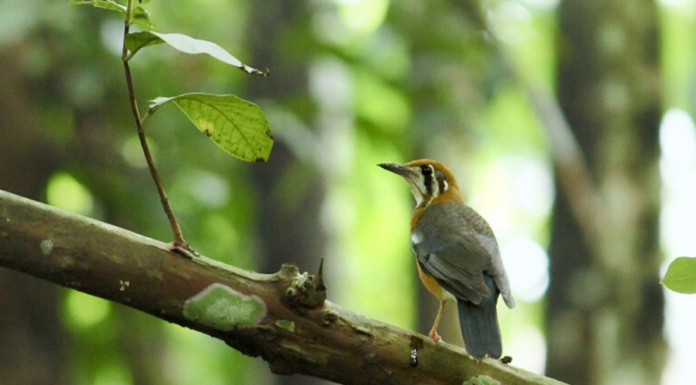 People are Planting Tiny Urban Forests to Boost Biodiversity and Fight Climate Change