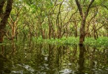 New Mangrove Forest Mapping Tool Puts Conservation in Reach of Coastal Communities