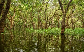 Photo Competition Brings Mangroves Into Sharper Focus