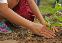 Connecting the People Growing a Trillion Trees the Right Way