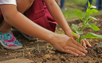 Connecting the People Growing a Trillion Trees the Right Way