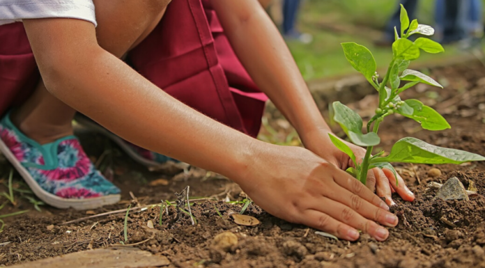 Connecting the People Growing a Trillion Trees the Right Way