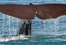 Italian Divers Just Rescued a Whale Caught in ‘Ghost’ Fishing Nets