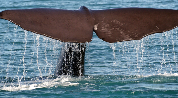 Italian Divers Just Rescued a Whale Caught in ‘Ghost’ Fishing Nets
