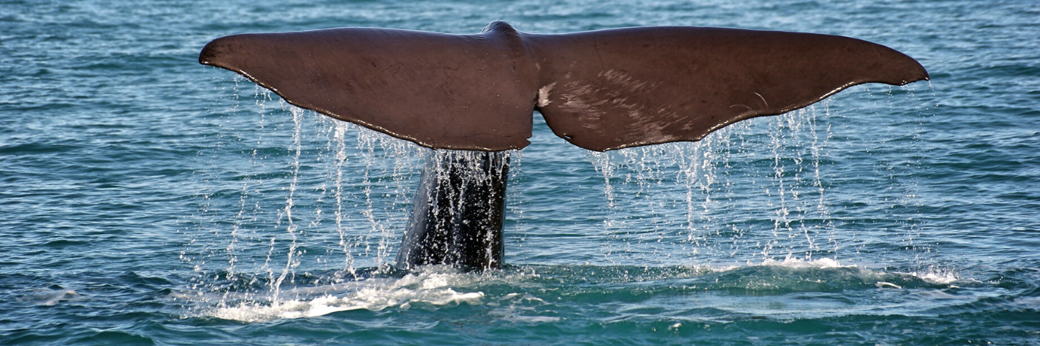 https://www.theplanetarypress.com/wp-content/uploads/2020/07/sperm-whale.png
