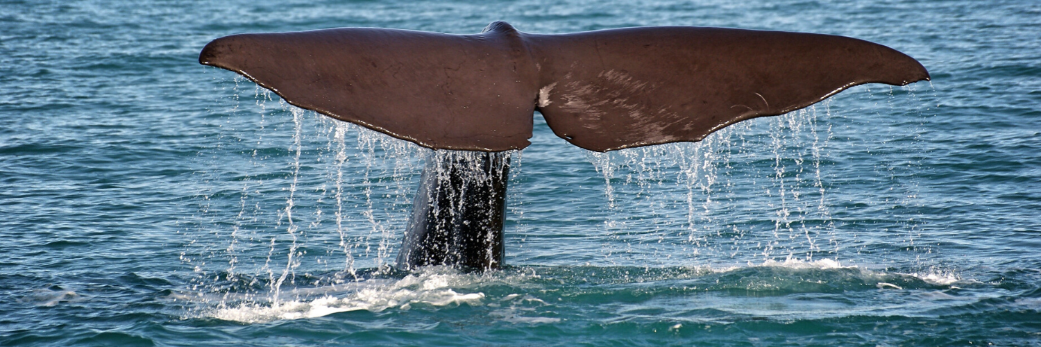 Italian Divers Just Rescued a Whale Caught in 'Ghost' Fishing Nets