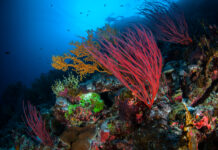 These Marine Researchers Want to Use Robots to Help Grow 1 Million Corals a Year