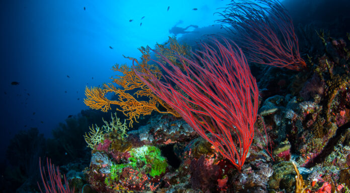 These Marine Researchers Want to Use Robots to Help Grow 1 Million Corals a Year