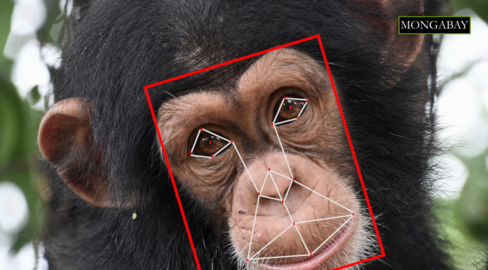 New AI Technology for Chimps Could Help Bust Wildlife Traffickers