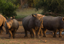 Rhino Poaching Falls by More Than Half in South Africa and Namibia