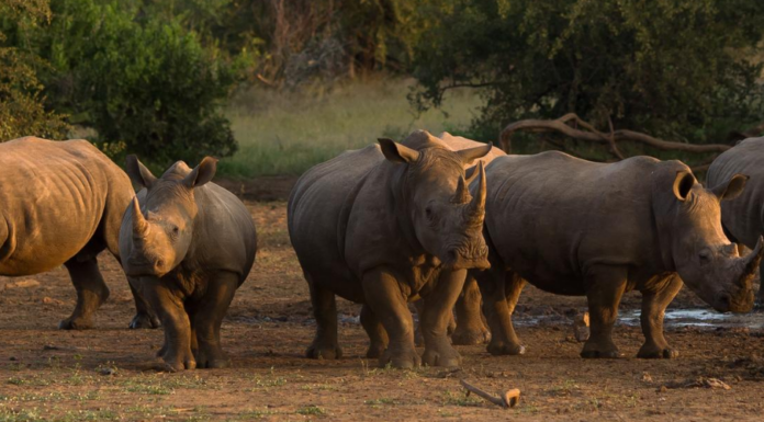 Rhino Poaching Falls by More Than Half in South Africa and Namibia