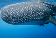 Belize Bans Gill Nets, Expands Marine Reserve