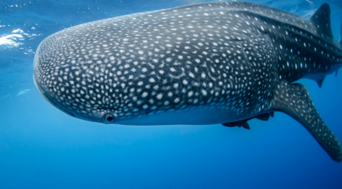 Belize Bans Gill Nets, Expands Marine Reserve