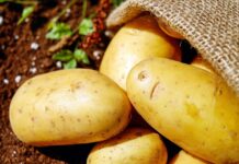 All Hail the Rise of the Climate-Smart Potato