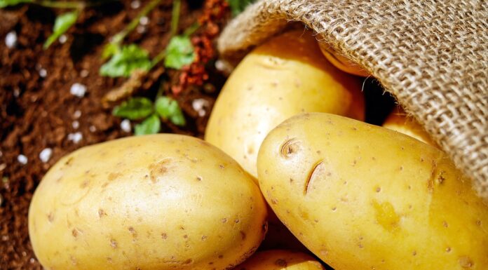 All Hail the Rise of the Climate-Smart Potato