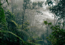 Restoring Forests Can Reduce Greenhouse Gases