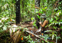 Shaping Up Forest and Landscape Restoration Initiatives