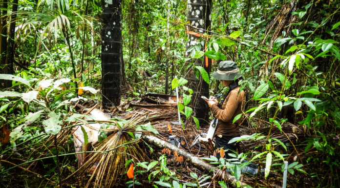 Shaping Up Forest and Landscape Restoration Initiatives