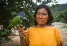 Protecting Indigenous Peoples’ Lands Essential to Curb Biodiversity Loss, Says New Study