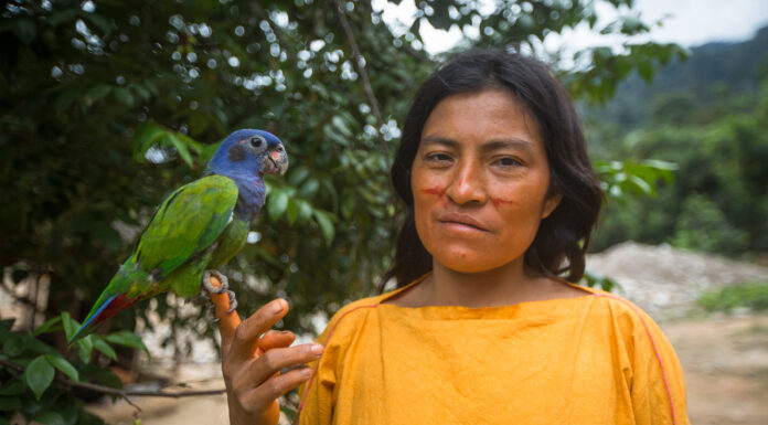 Protecting Indigenous Peoples’ Lands Essential to Curb Biodiversity Loss, Says New Study