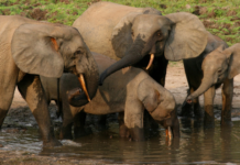 More Than 50 Countries Pledge to Protect 30% of the World’s Land and Ocean by 2030