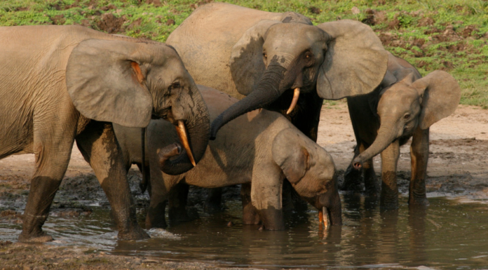 Protecting Half of the Planet is the Best Way to Fight Climate Change and Biodiversity Loss- We’ve Mapped the Key Places to Do It