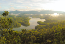 3 Innovations Leading the Fight to Save Our Forests